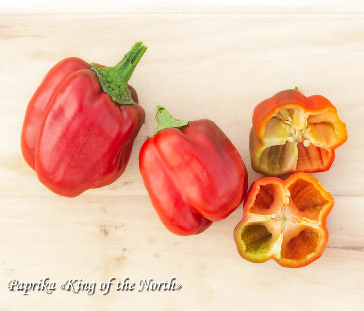 Paprika King of the North, Перец Король Севера